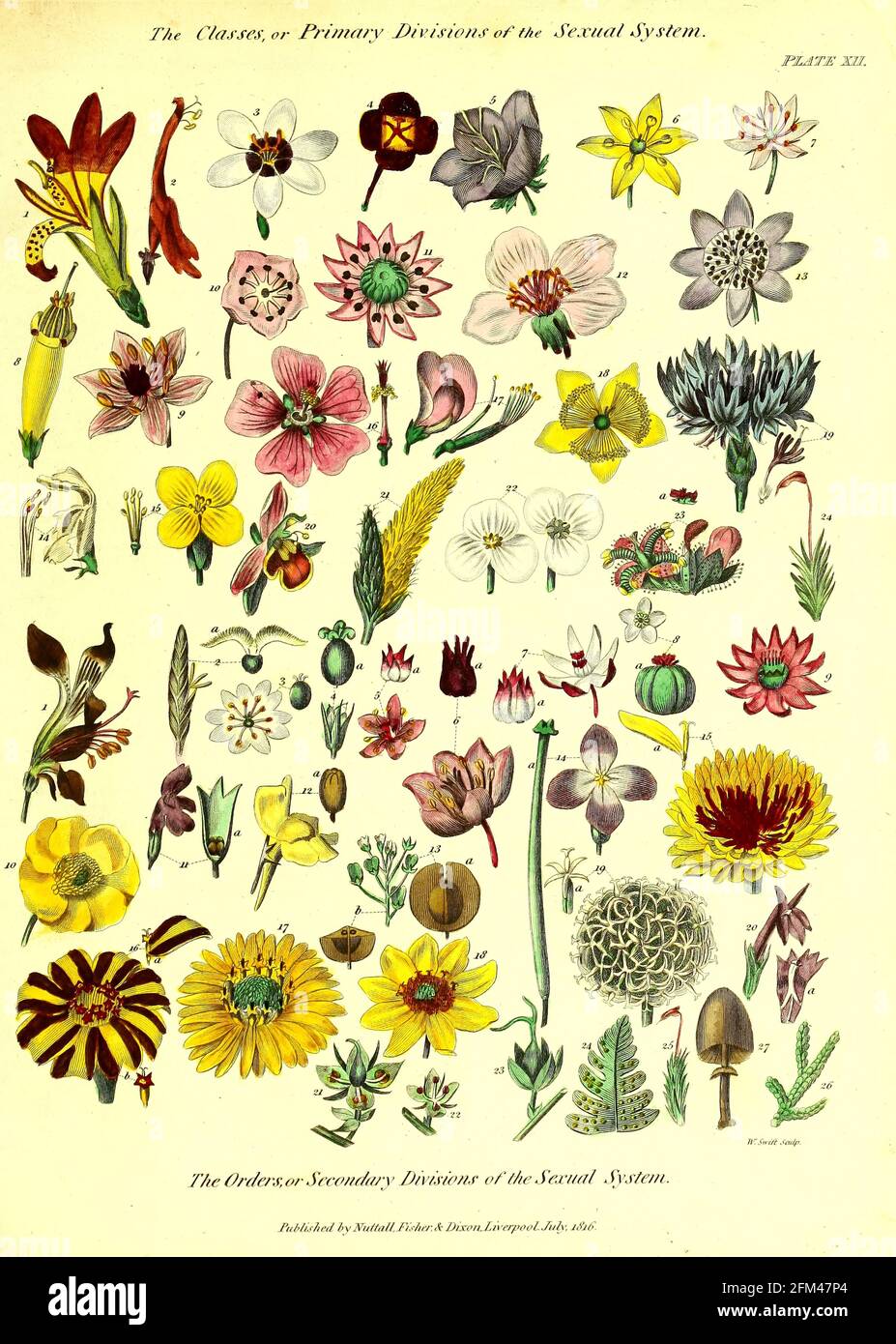 Las Clases, o Divisiones Primarias del Sistema Sexual del Vol 1 del libro La herbaria universal : o diccionario botánico, médico y agrícola : conteniendo una cuenta de todas las plantas conocidas en el mundo, arreglado según el sistema linneano. Especificando los usos a los que son o pueden ser aplicados por Thomas Green, Publicado en 1816 por Nuttall, Fisher & Co. En Liverpool e Impreso en la Caxton Press por H. Fisher Foto de stock