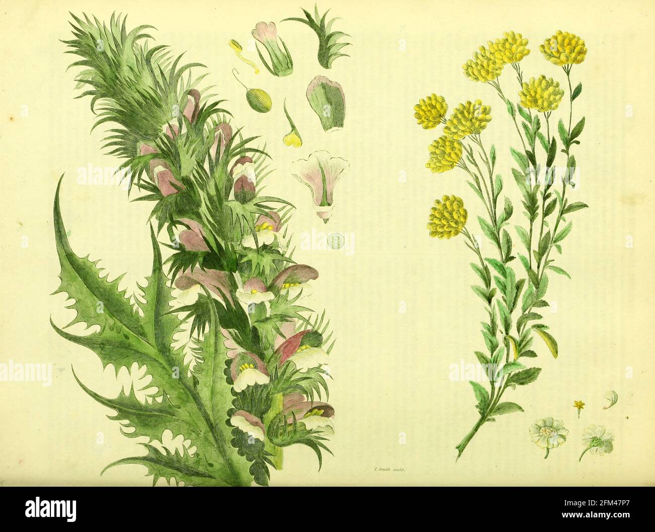 Planta floreciente del Vol 1 del libro La herbaria universal : o diccionario botánico, médico y agrícola : conteniendo una cuenta de todas las plantas conocidas en el mundo, arreglado según el sistema linneano. Especificando los usos a los que son o pueden ser aplicados por Thomas Green, Publicado en 1816 por Nuttall, Fisher & Co. En Liverpool e Impreso en la Caxton Press por H. Fisher Foto de stock