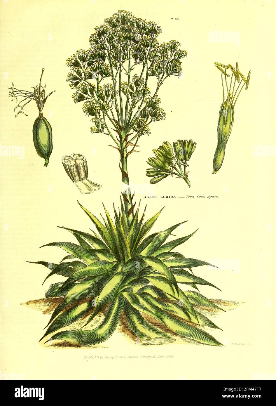 Agave lurida - Vera Cruz agave del Vol 1 del libro La herbaria universal : o diccionario botánico, médico y agrícola : conteniendo una cuenta de todas las plantas conocidas en el mundo, arreglado según el sistema linneano. Especificando los usos a los que son o pueden ser aplicados por Thomas Green, Publicado en 1816 por Nuttall, Fisher & Co. En Liverpool e Impreso en la Caxton Press por H. Fisher Foto de stock