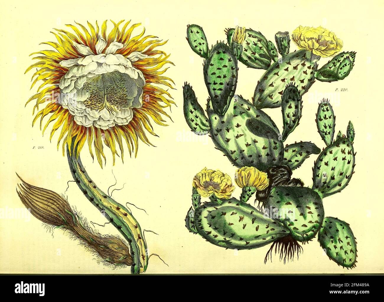 Planta, flor y fruta de Pera Pickly del Vol 1 del libro La herbaria universal : o diccionario botánico, médico y agrícola : conteniendo una cuenta de todas las plantas conocidas en el mundo, arreglado según el sistema linneano. Especificando los usos a los que son o pueden ser aplicados por Thomas Green, Publicado en 1816 por Nuttall, Fisher & Co. En Liverpool e Impreso en la Caxton Press por H. Fisher Foto de stock
