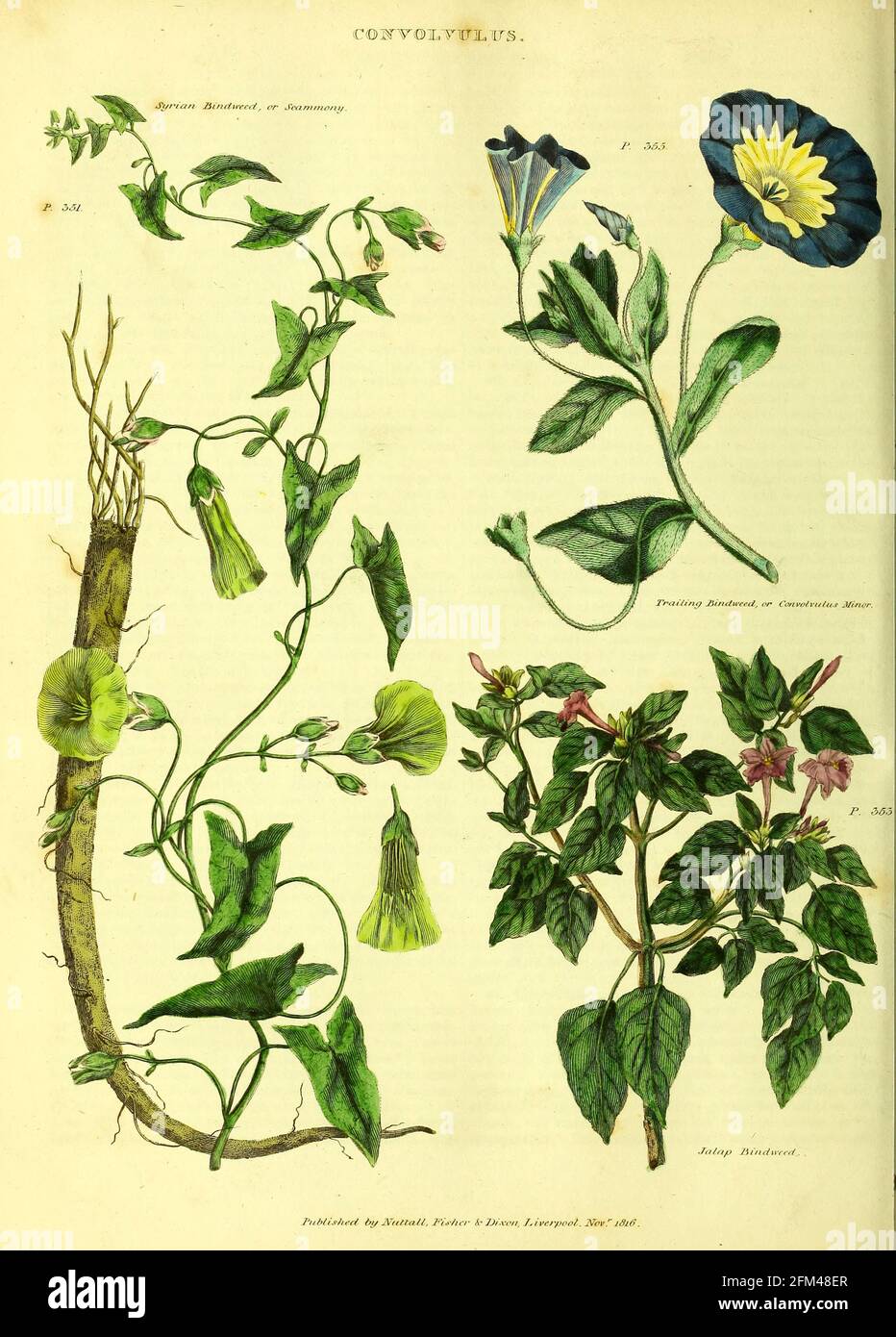 Convolvulus - Bindweed o Seamony Sirio, Bindweed, Jalap Bindweed Del Vol 1 del libro La herbaria universal : o diccionario botánico, médico y agrícola : conteniendo una cuenta de todas las plantas conocidas en el mundo, arreglado según el sistema linnean. Especificando los usos a los que son o pueden ser aplicados por Thomas Green, Publicado en 1816 por Nuttall, Fisher & Co. En Liverpool e Impreso en la Caxton Press por H. Fisher Foto de stock