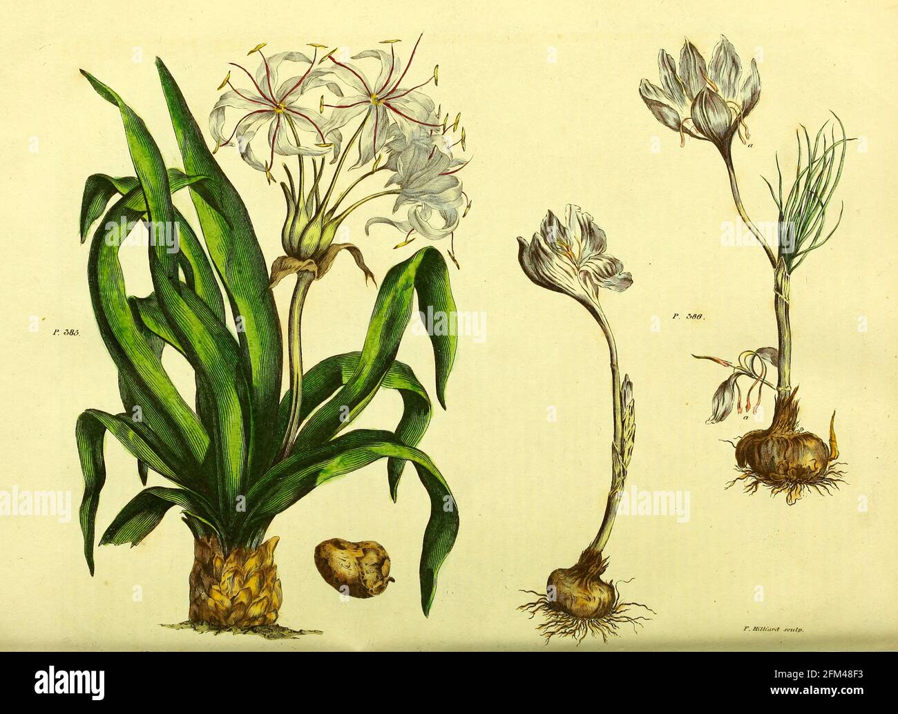 Planta y bulbo del crocus del viejo mundo de Saffron del Vol 1 del libro La herbaria universal : o diccionario botánico, médico y agrícola : conteniendo una cuenta de todas las plantas conocidas en el mundo, arreglado según el sistema linnean. Especificando los usos a los que son o pueden ser aplicados por Thomas Green, Publicado en 1816 por Nuttall, Fisher & Co. En Liverpool e Impreso en la Caxton Press por H. Fisher Foto de stock