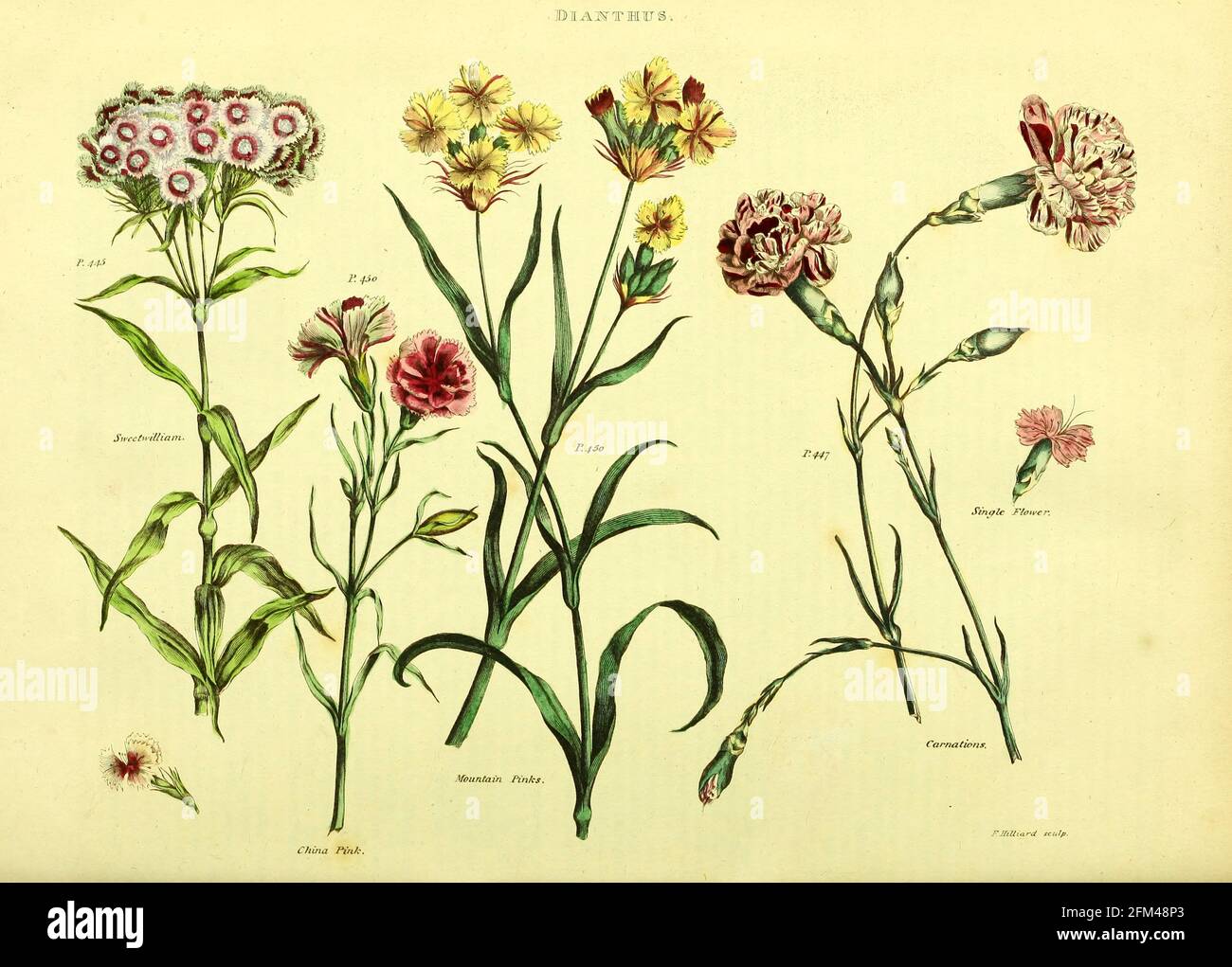 Dianthus (Carnations) del Vol 1 del libro La herbaria universal : o diccionario botánico, médico y agrícola : conteniendo una cuenta de todas las plantas conocidas en el mundo, arreglado según el sistema linneano. Especificando los usos a los que son o pueden ser aplicados por Thomas Green, Publicado en 1816 por Nuttall, Fisher & Co. En Liverpool e Impreso en la Caxton Press por H. Fisher Foto de stock