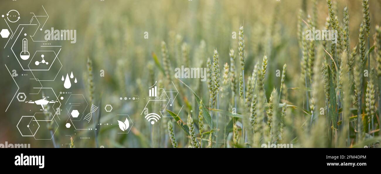 Concepto de agricultura inteligente y tecnología moderna Foto de stock