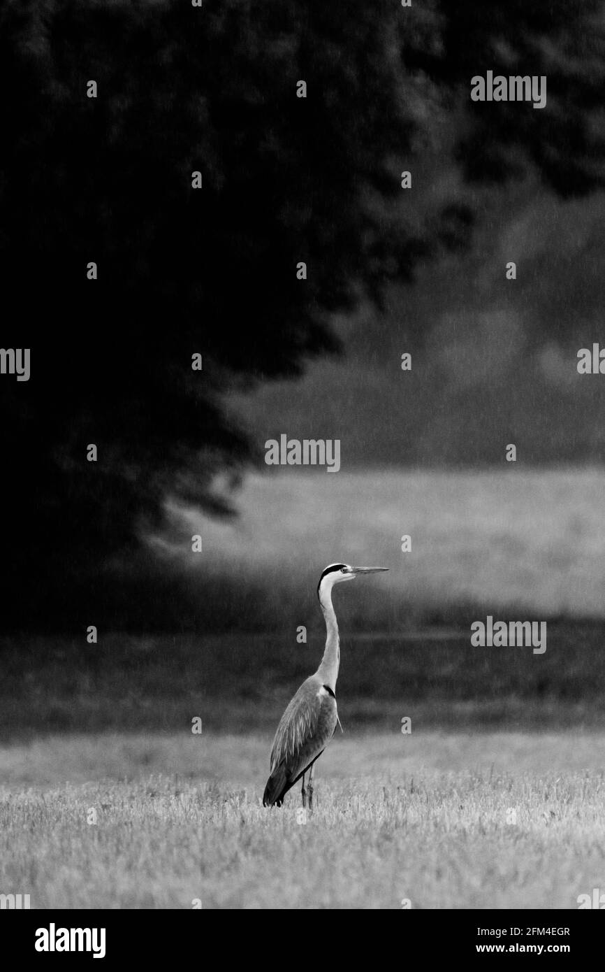 Heron de pie bajo la lluvia Foto de stock