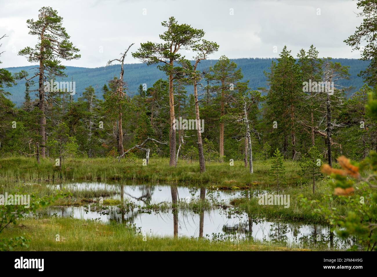 Humedal, paisaje de los mire en el Parque Nacional de Fulufjällets, Suecia Foto de stock