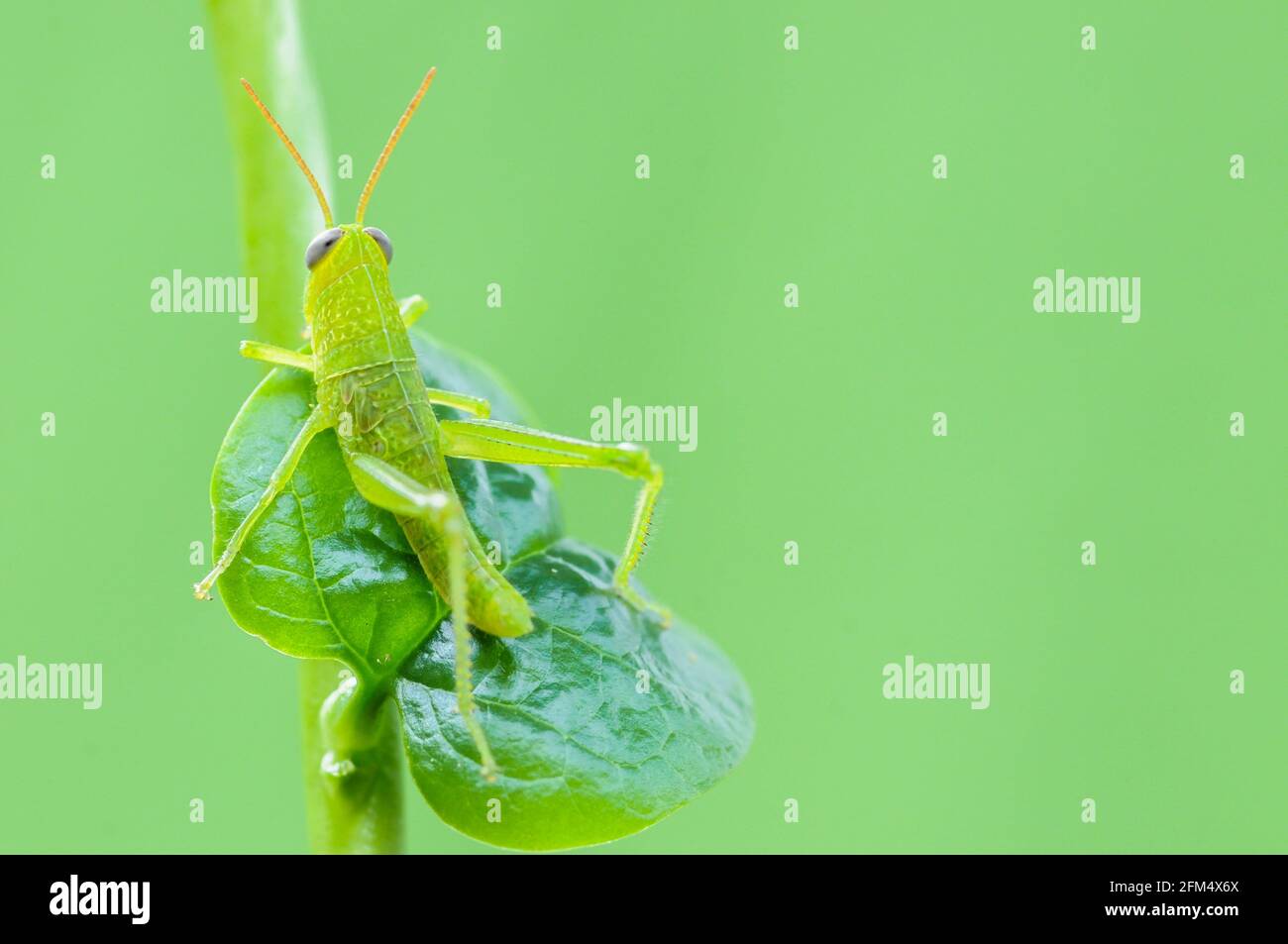 Saltamontes verdes colgando de la hoja sobre fondo verde Foto de stock