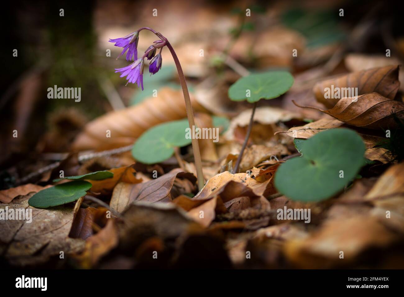 Una de las especies más grandes de Snowbell con flores de color azul  violeta y hojas de ovado perenne con moradas de regreso a la hoja. Sombra  parcial. HT 25cm. Central E