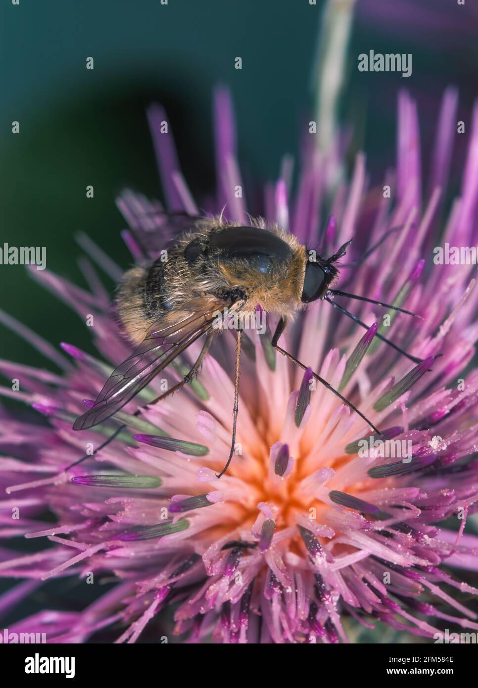 Gran mosca de la abeja, Bombylius Mayor. Es una mosca parasítica de la abeja. La mosca deriva su nombre de su parecido cercano a los abejorros y son a menudo Foto de stock