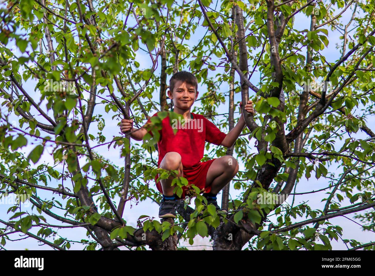 El niño subió al dosel de un manzano y rió en la naturaleza en un soleado día de primavera Foto de stock