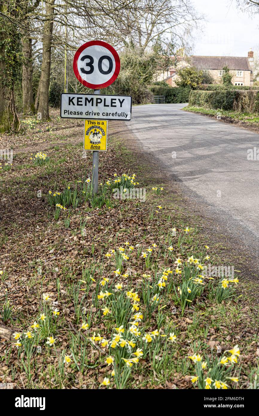 Narciso (Narcissus pseudonarcissus) a principios de la primavera en la entrada de la aldea de Kempley cerca de Dynock, Gloucestershire Reino Unido Foto de stock