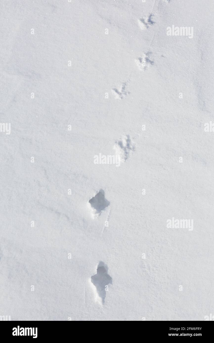 Roca ptarmigan (Lagopus muta / Lagopus mutus) pistas / huellas en la nieve en invierno mostrando transición de la nieve profunda a la corteza dura Foto de stock
