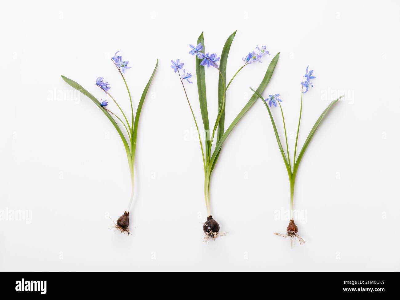 Flores bulbosas de primavera fotografías e imágenes de alta resolución -  Alamy