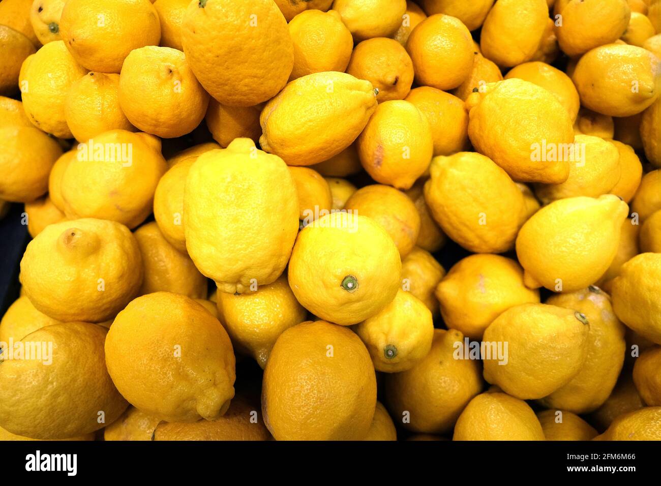 Todavía la vida con la cosecha de muchos frutos maduros de los limones amarillos como primer plano de la vista superior de fondo Foto de stock