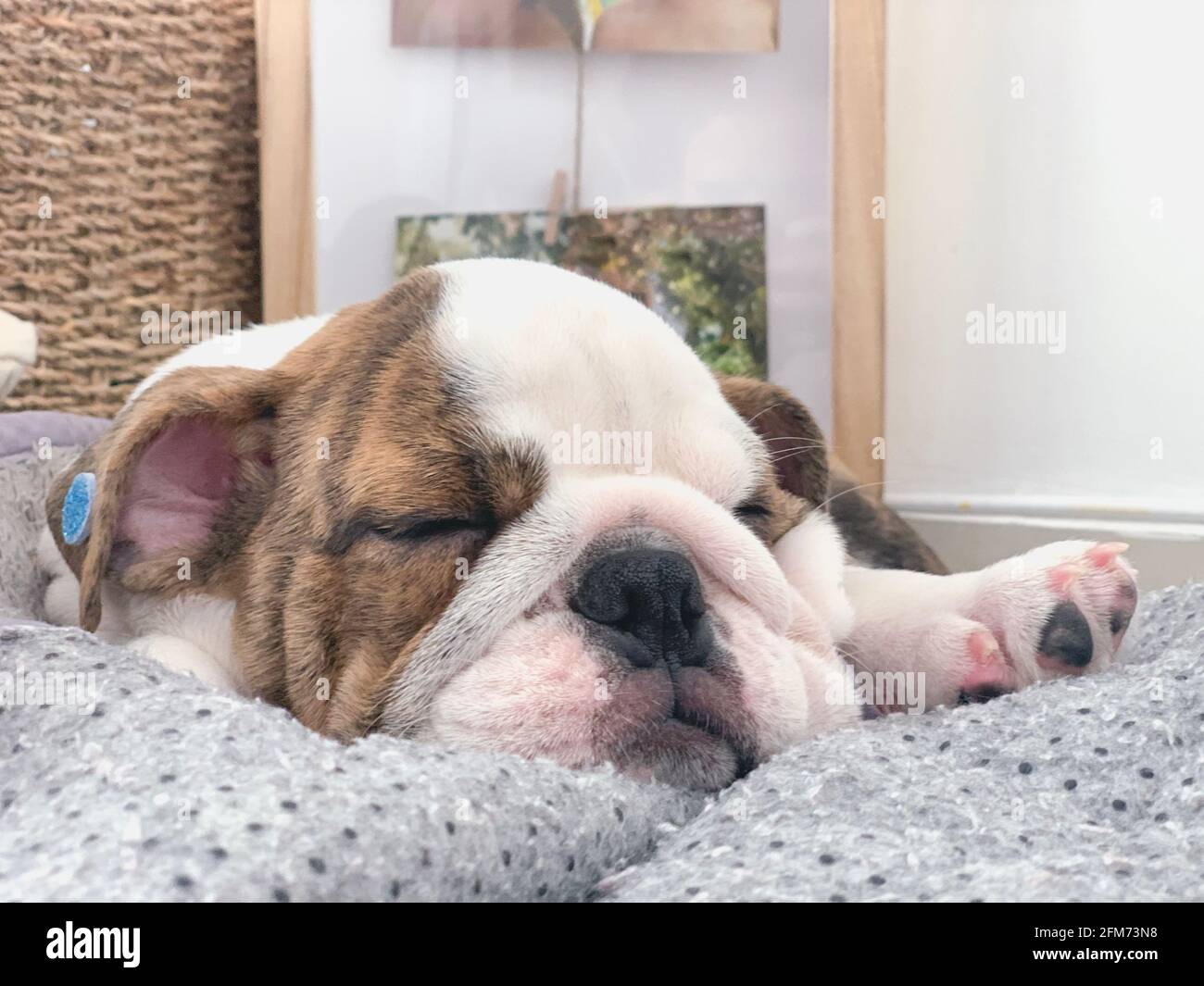 Foto de un cachorro de bulldog inglés durmiendo en el mundo día Foto de stock