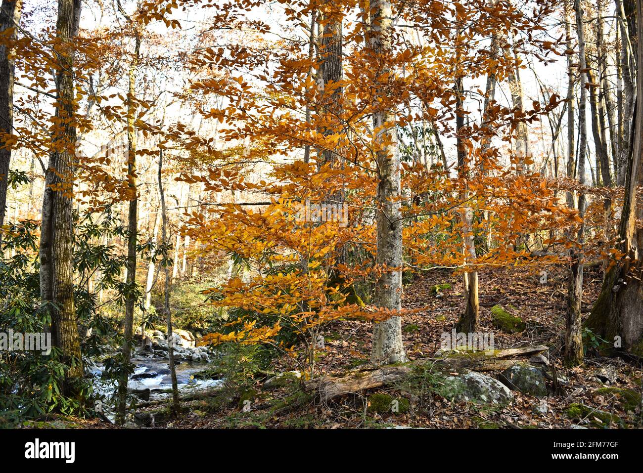 Coloridas hojas de color naranja en el árbol en otoño adyacente a la corriente de montaña, a lo largo de la ruta de senderismo en el Parque Nacional Great Smoky Mountains, TN, EE.UU. Foto de stock