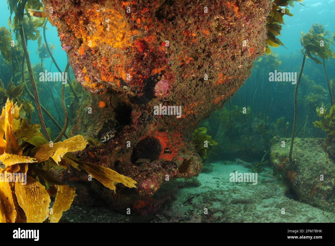 Gran roca con saliente sombreado cubierta de invertebrados coloridos en el fondo del mar con bosque de algas en el fondo. Foto de stock
