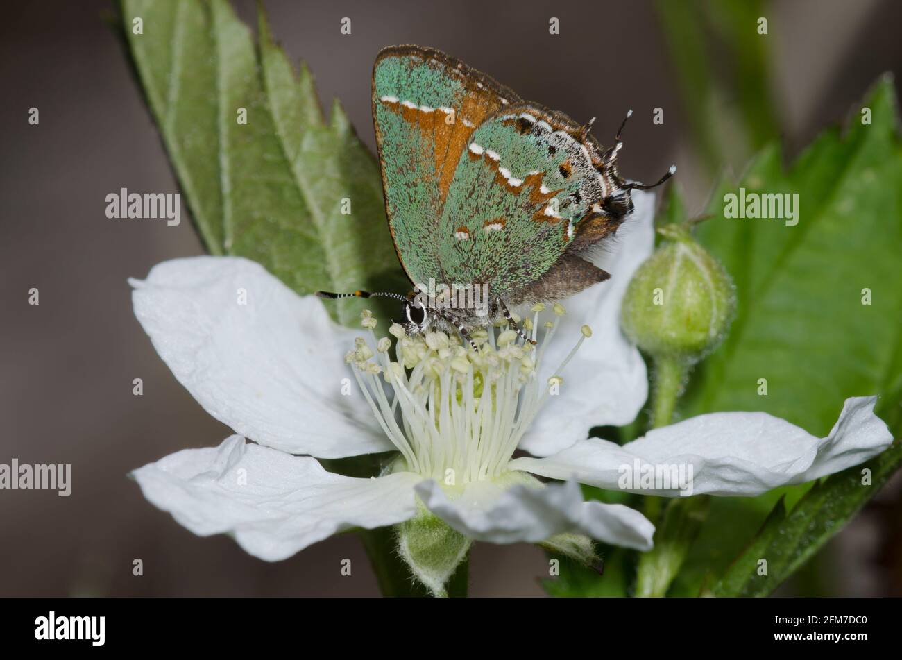 Juniper Hairstreak, Callophrys gryneus, nectaring de BlackBerry, Rubus sp. Foto de stock