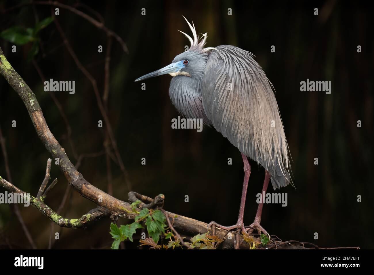 Una garza de tres colores en plumaje pleno de reproducción. Foto de stock