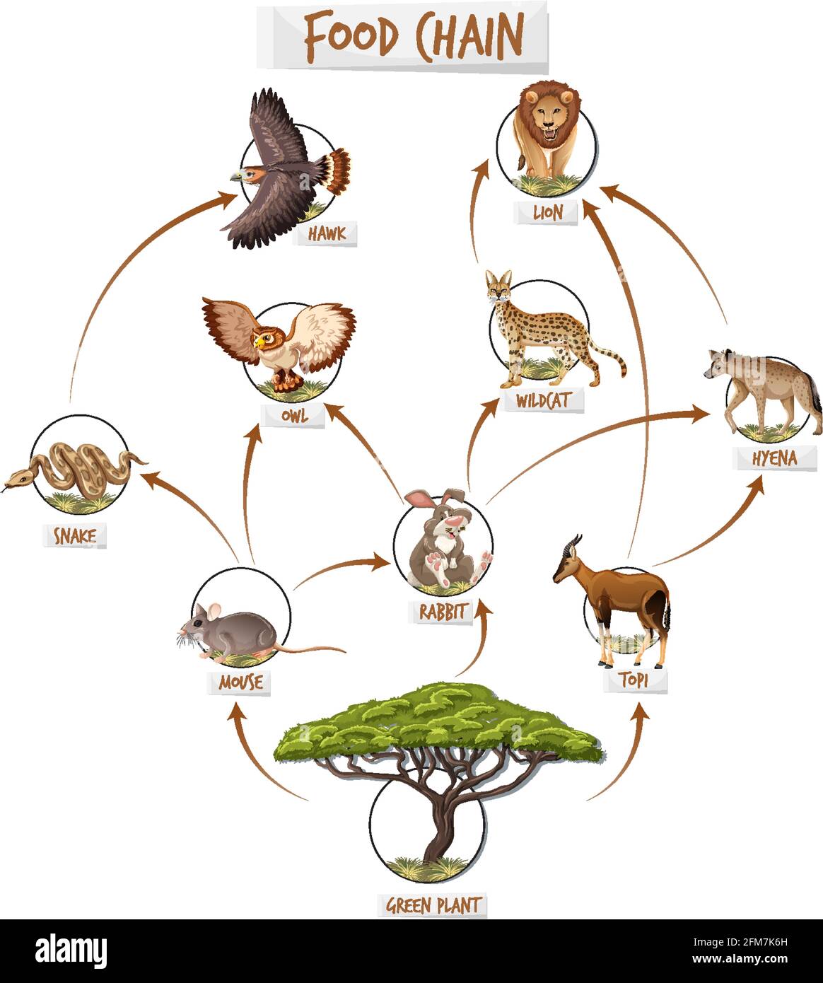 Ilustración del concepto del diagrama de la cadena alimentaria Imagen  Vector de stock - Alamy