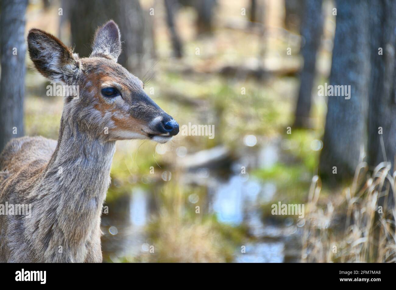 Una vista lateral de una doe de un año de pie en el bosque como ella pierde su abrigo de invierno. Foto de stock