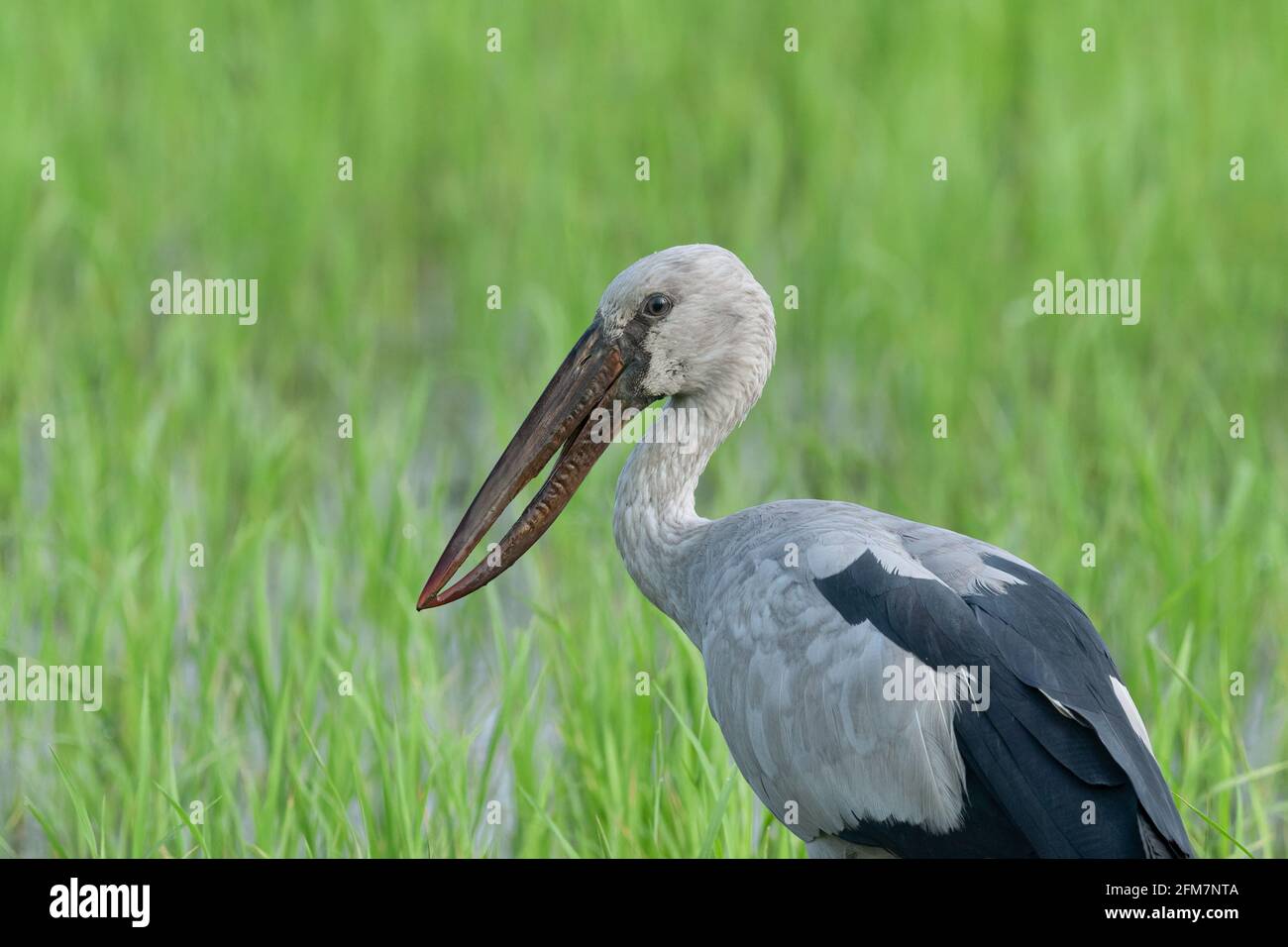 El Asian openbill o Asian openbill stork (Anastomus oscitans) es una gran ave zancuda en la familia Ciconiidae cigüeñas. Foto de stock
