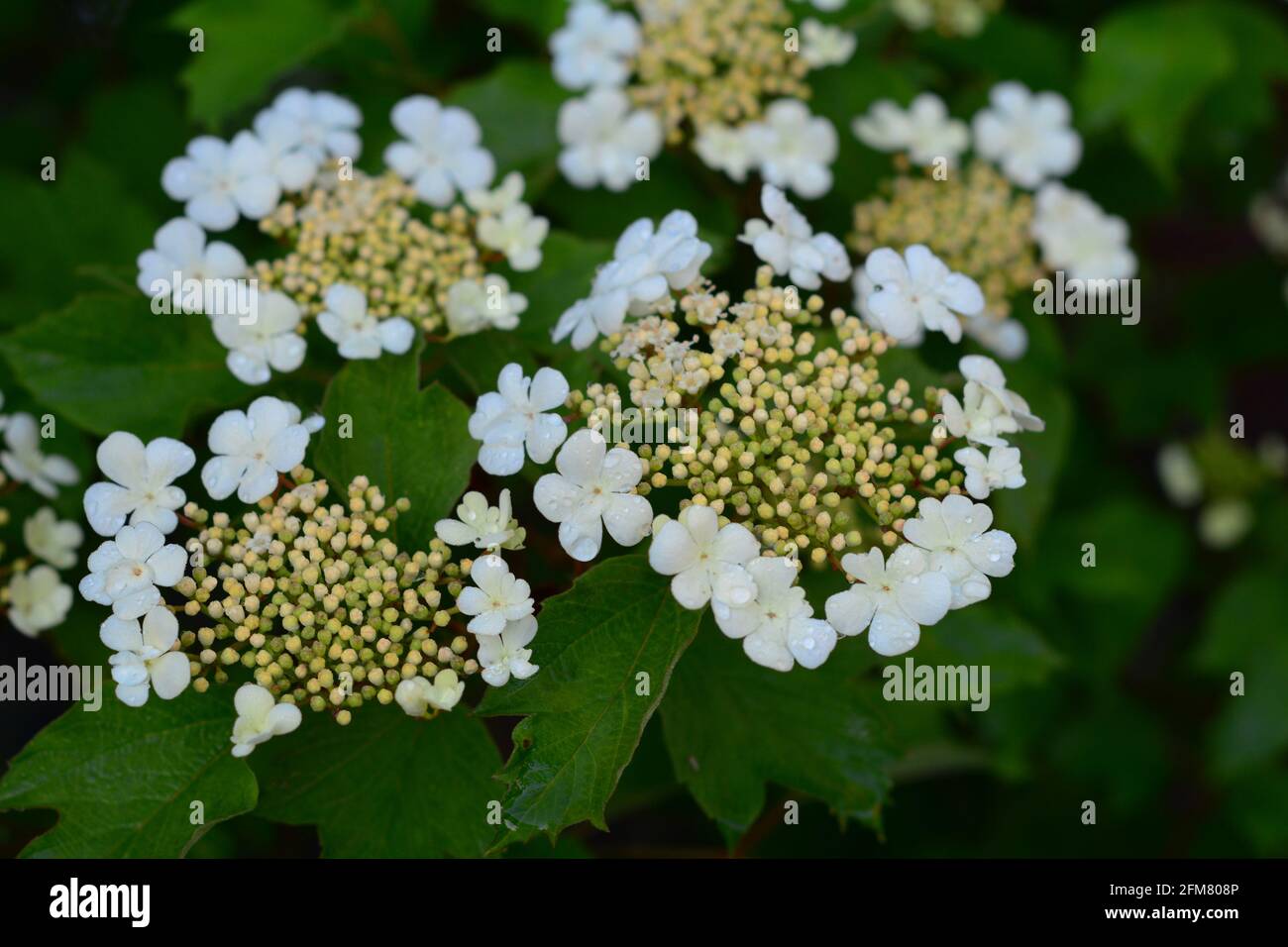 Viburnum trilobum, o arándano alto floreciendo. Flores blancas de