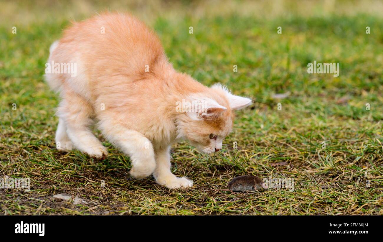 Topo asustado y gato rojo, un gato jugando con su presa en la hierba, un  instinto natural de un gato. Nuevo Fotografía de stock - Alamy