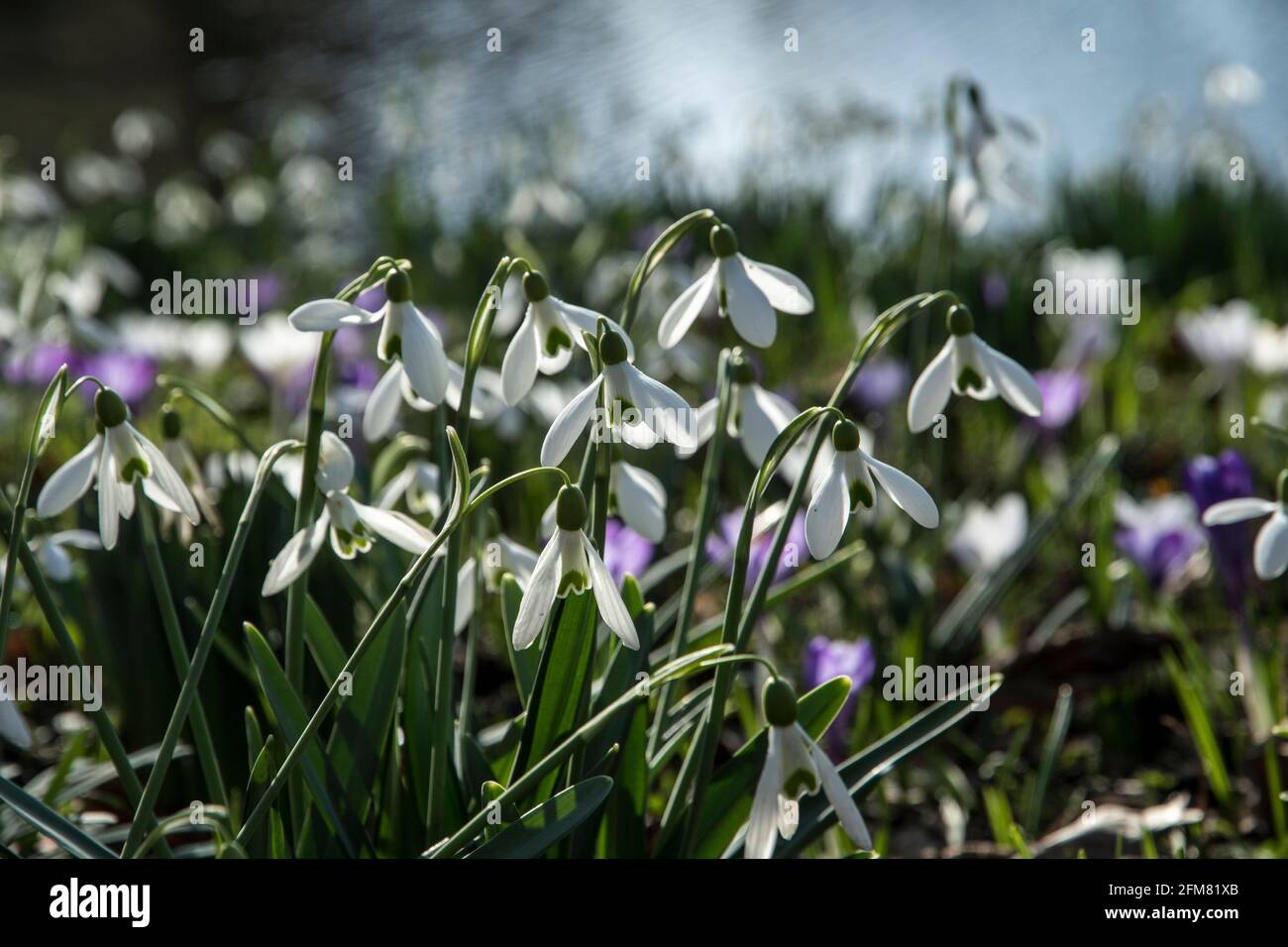 Galanthus nivalis - Snowdrop Foto de stock