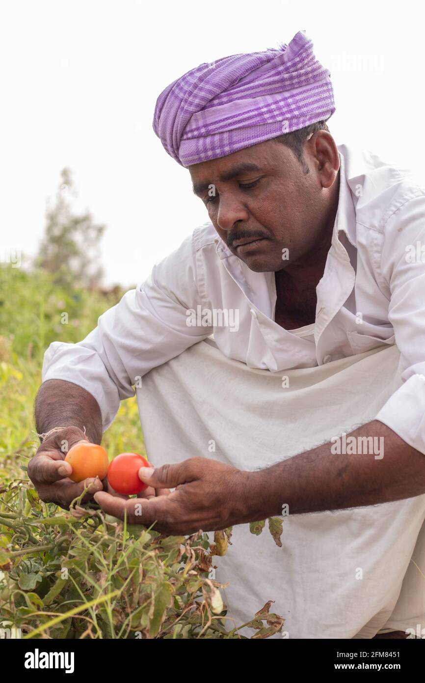 El granjero indio triste mirando en la peste o el insecto atacó los tomates En las tierras de labranza - concepto de pérdida de la cosecha o dañado a. verduras cultivadas Foto de stock