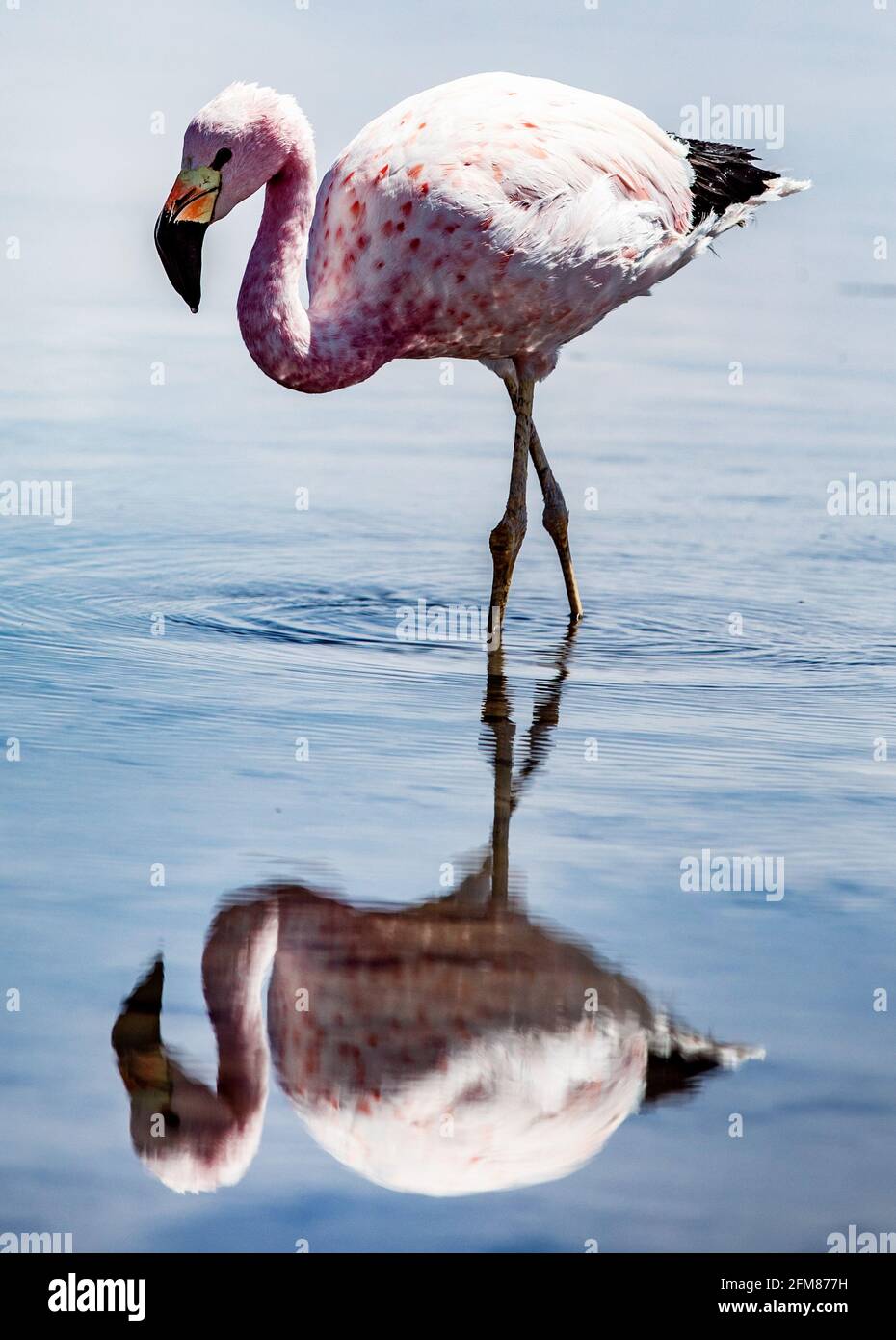 Der Lebensraum der Flamingos ist durch den Lithiumabbau der Firma eingeschränkt stark Tatort Erde Litio Felder in Foto de stock