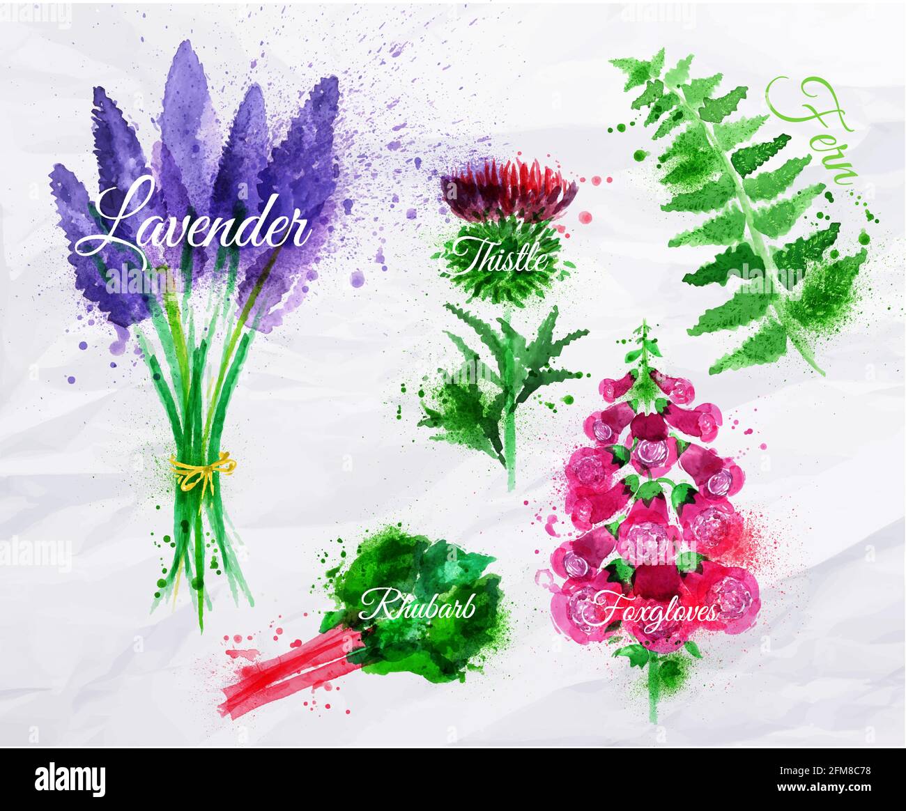 Conjunto de flores de hierba manchas y manchas de acuarela con un spray lavanda, cardo, foxguantes, helecho, ruibarbo Ilustración del Vector