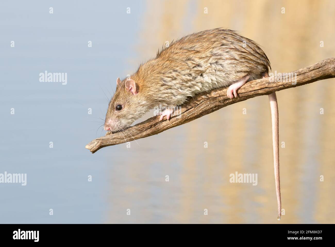 Rata marrón (Rattus norvegicus) sobre una perca que se engancha sobre un fondo borroso en un a orillas del lago Foto de stock