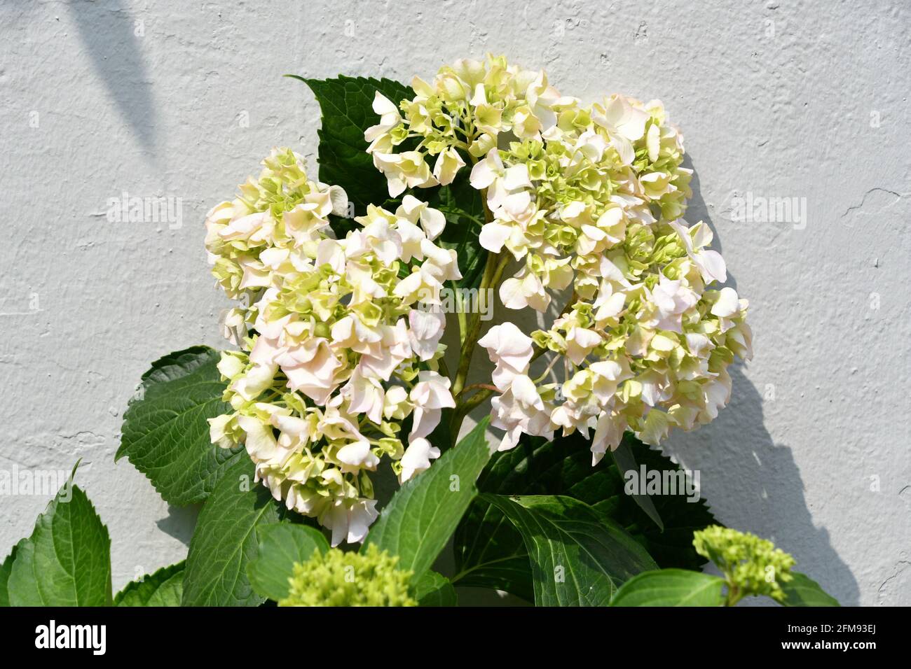 Casa y hortensia roja fotografías e imágenes de alta resolución - Página 2  - Alamy