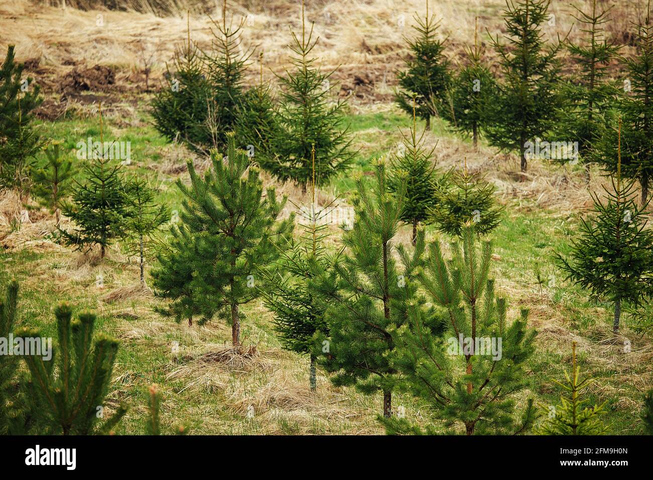 vivero de abetos. plantando abetos y pinos en filas rectas para restaurar el bosque. la gente cuida de la naturaleza y de los árboles de plantas Foto de stock