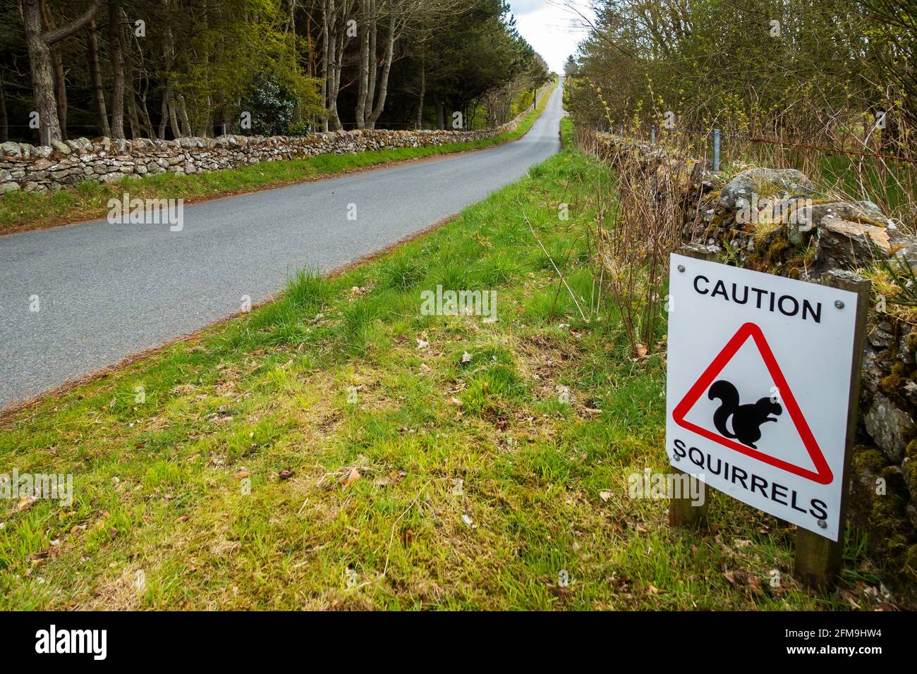 Advertencia Squirrels señal de advertencia en una carretera rural de entrada El Reino Unido Foto de stock
