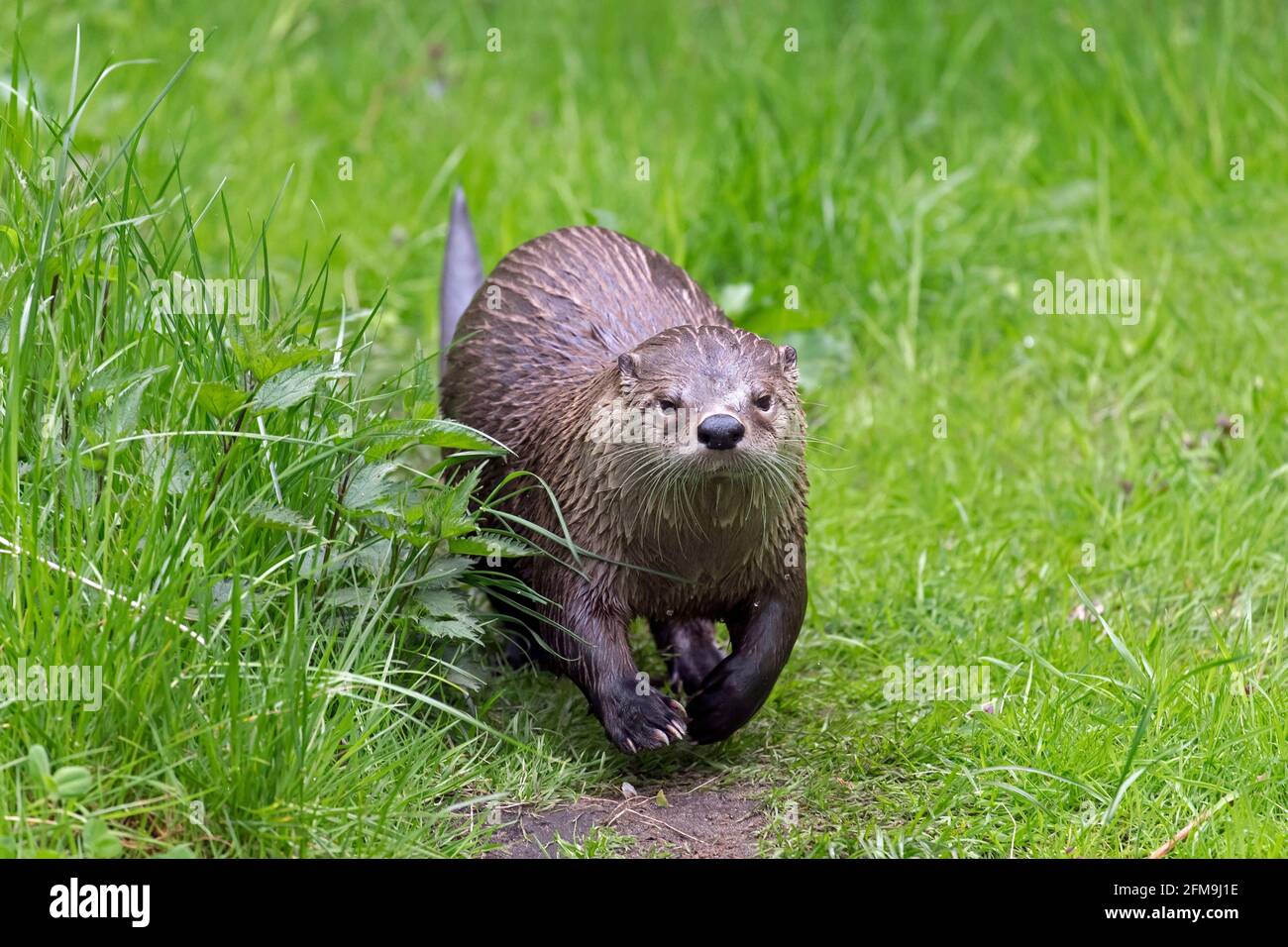 Nutria eurasiática / nutria fluvial europea (Lutra lutra) correr sobre tierra en prados / praderas en la orilla del río / rivera en primavera Foto de stock