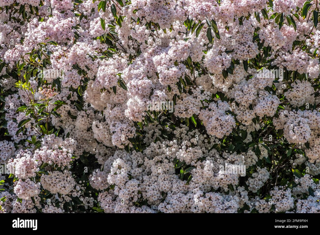Blanco con un poco de color rosa al aire libre flores floreciendo en racimos en un arbusto de laurel de montaña a. Arbusto común en las montañas del norte de Georgia i Foto de stock