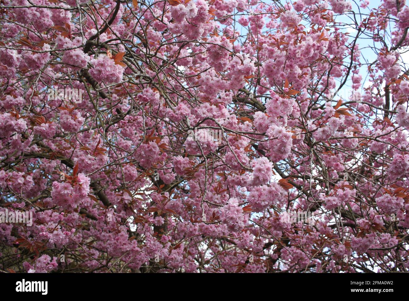 Flores de color rosa pastel preciosas que crecen en las ramas de los árboles. Florece se aplasta en primavera, feminidad en la naturaleza imágenes de primavera tranquilas y pacíficas. Foto de stock