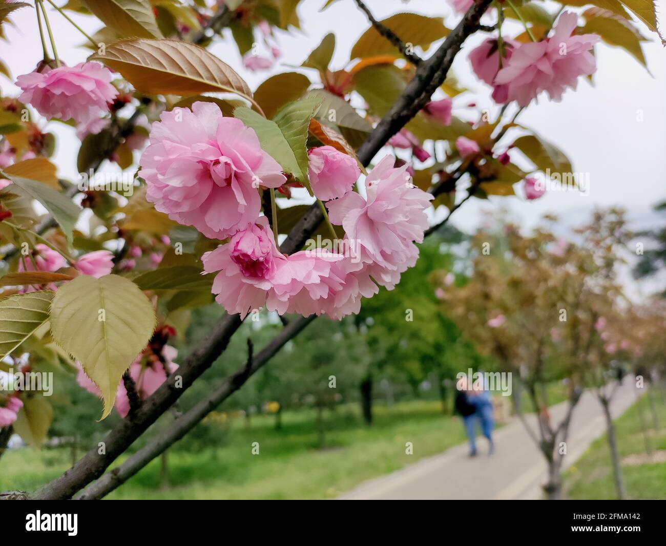 KIEV, UCRANIA - 07 DE MAYO de 2021 - El árbol de Sakura se ve en flor en el  parque Kioto, Kiev, capital de Ucrania Fotografía de stock - Alamy