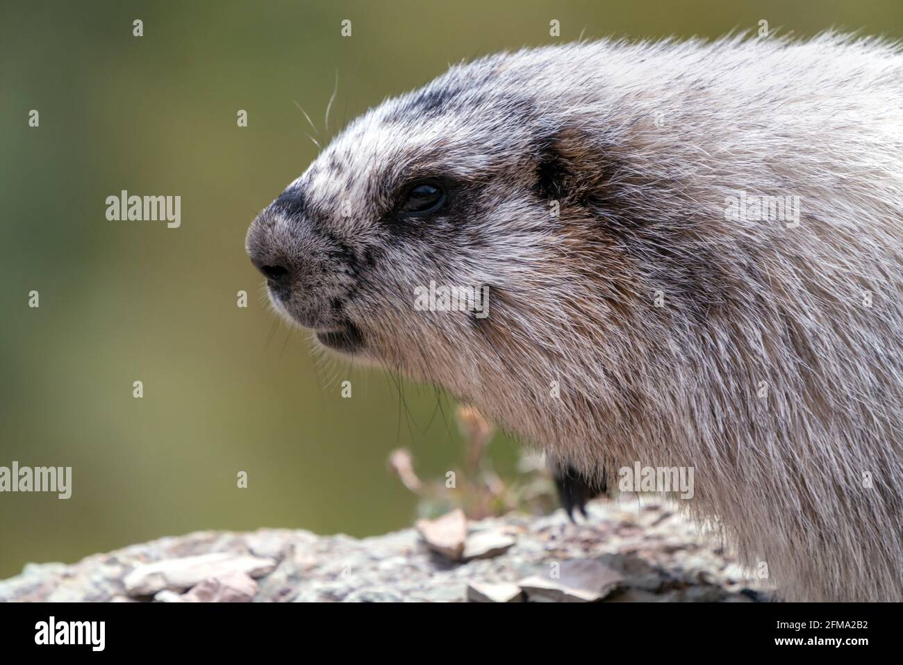 Primer plano de una linda marmota de vientre amarillo sentada sobre una roca gris y púrpura. Marmota flaviventris en su hábitat natural en el Parque Nacional Glaciar, Monta Foto de stock