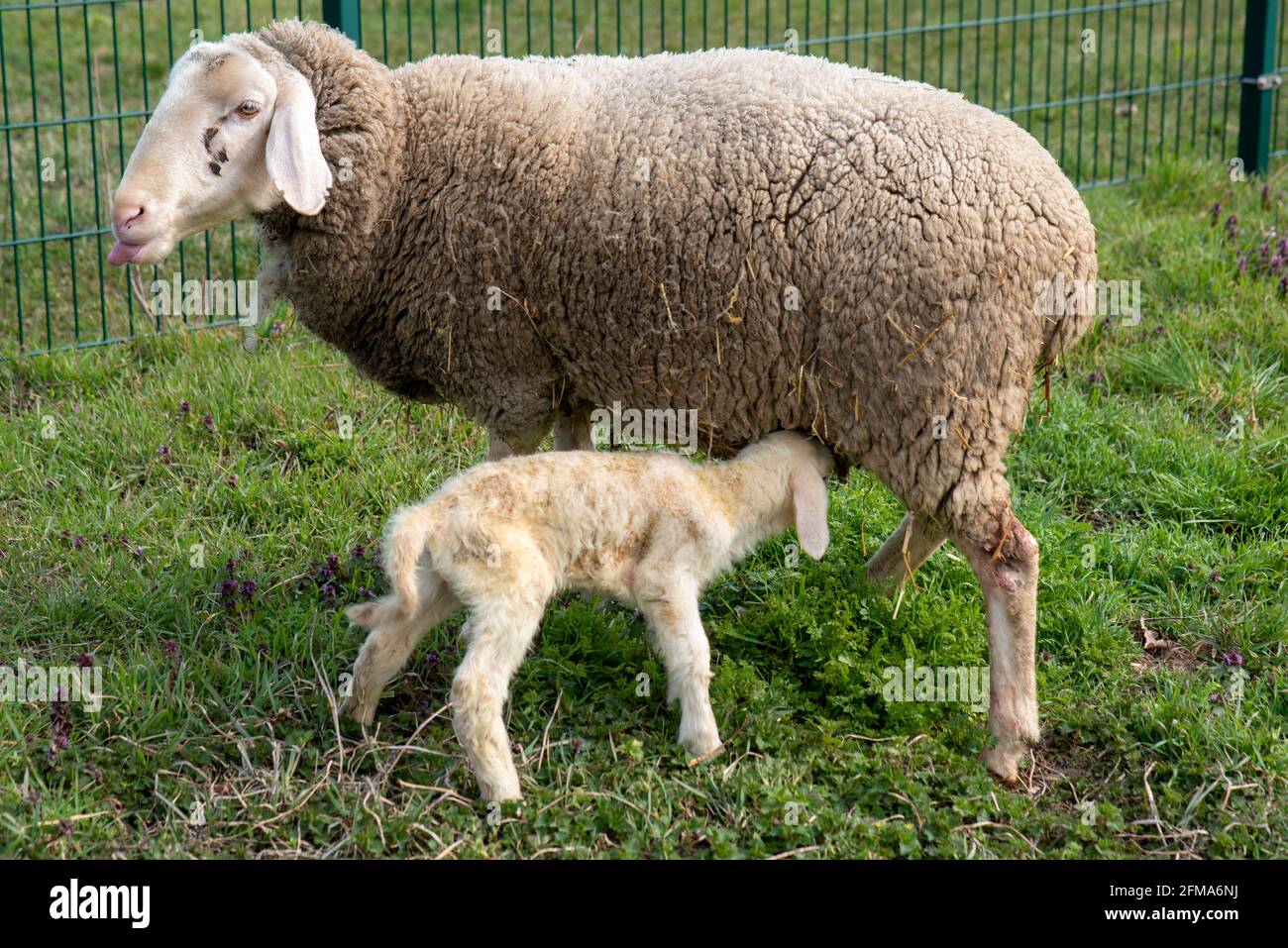 El cordero recién nacido trata de beber, cordero pascual, oveja merino. Foto de stock