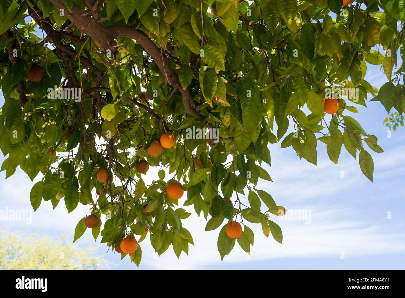 vista de pie bajo un árbol naranja con frutas y. algunas flores colgando de las ramas Foto de stock