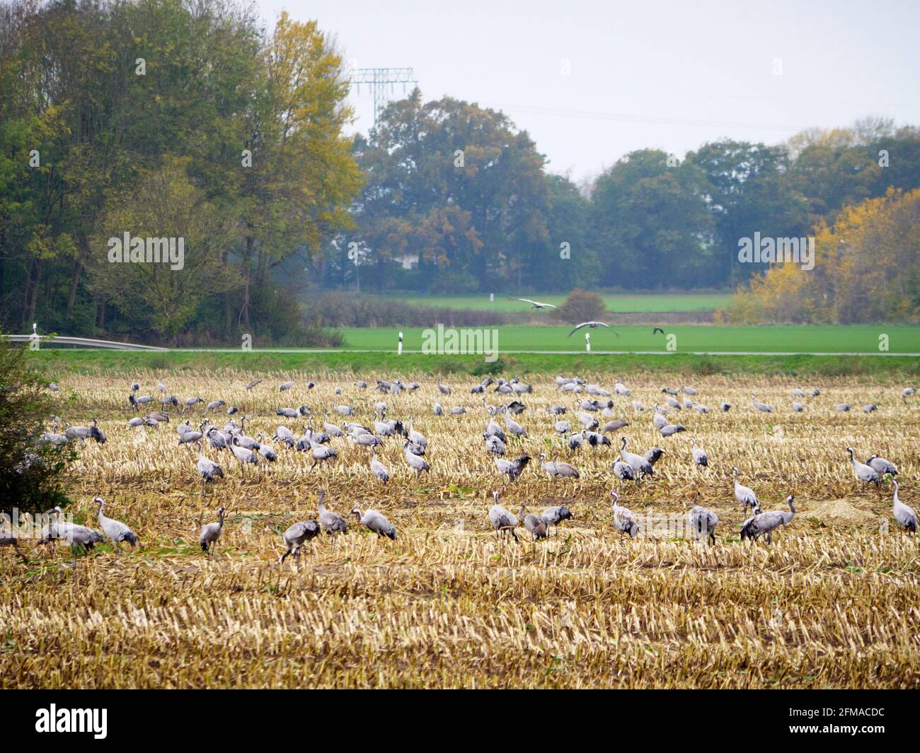 Grúas se reúnen en el campo en otoño, Mecklemburgo-Pomerania Occidental, Alemania Foto de stock