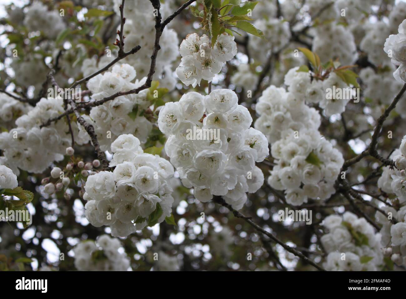Flor blanca colgando de un arbol fotografías e imágenes de alta resolución  - Alamy