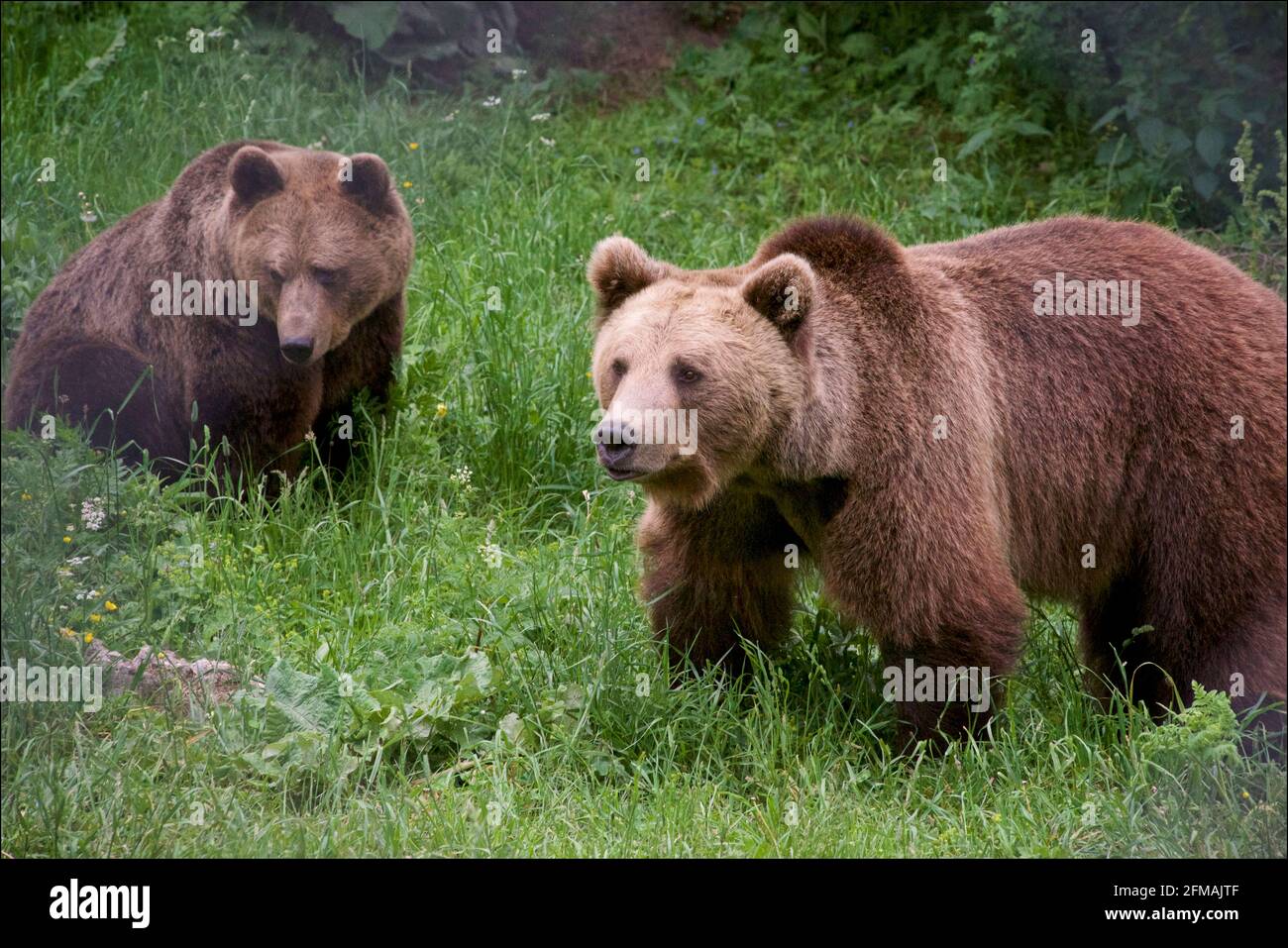 Un oso marrón camina en la Reserva de Osos Bailantes en las montañas Rila cerca de Belitsa, Bulgaria. La Reserva de Baile Danzante fue fundada por la fundación de Brigitte Bardot por los derechos de los animales y la organización de protección de los animales Four Paws Foto de stock