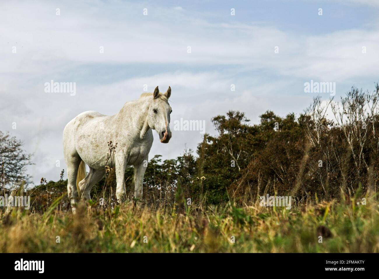 Un caballo blanco envejecido parado en una hierba austera Foto de stock