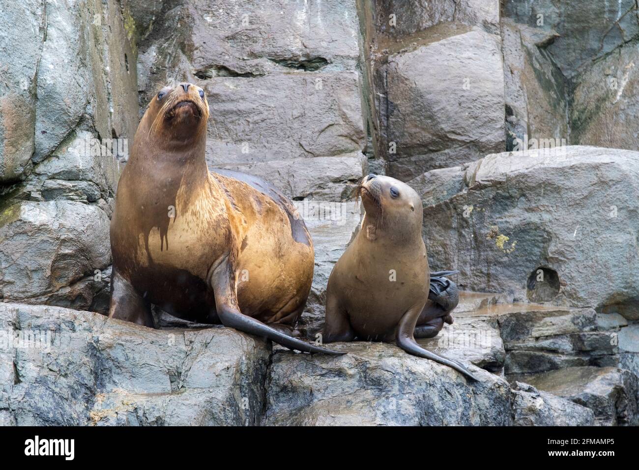 Leones marinos en Isla de Lobos en el Canal Beagle, Tierra del Fuego,  Argentina, Tierra del Fuego Fotografía de stock - Alamy