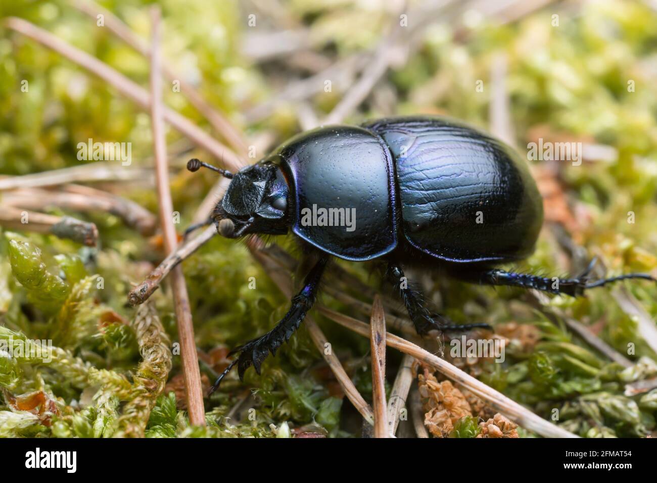 Macro foto de un escarabajo del dor, Geotrpes stercorosus Foto de stock
