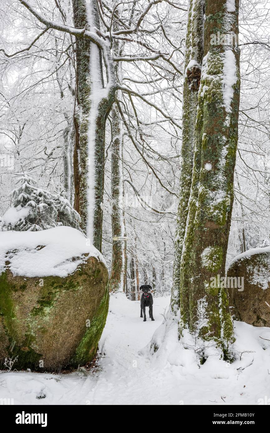 Alemania, Baviera, Franconia, Alta Franconia, Fichtelgebirge, Großer Waldstein, Perro Negro en el bosque casi natural con rocas en invierno con nieve y escarcha Foto de stock
